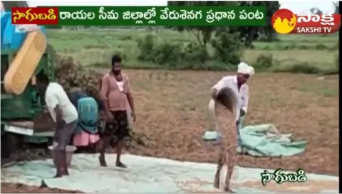 Groundnut Farming in Telugu