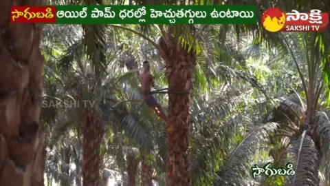 Huge Profits With Oil Palm Farming