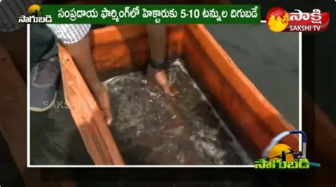 Prawn Cultivation | Aqua Culture Prawn Farming