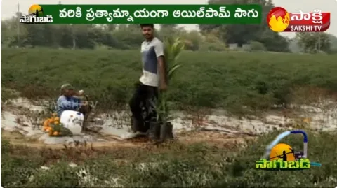 Jayashankar Bhupalpally Farmer Oil Palm Farming