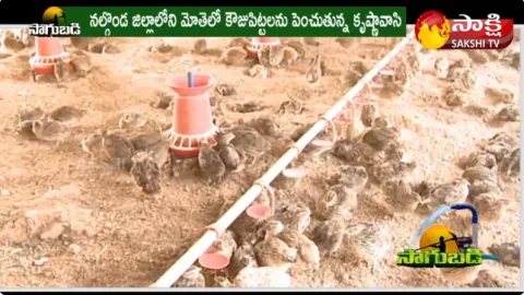 Kadaknath Kolla Pempakam | Natukolla Farming