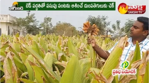 Turmeric Farming | Turmeric Crop Cultivation