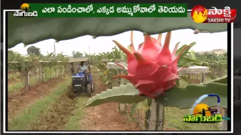 Dragon Fruit Farming |Farmer Success Story