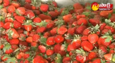Strawberry Cultivation in Visakha Agency 