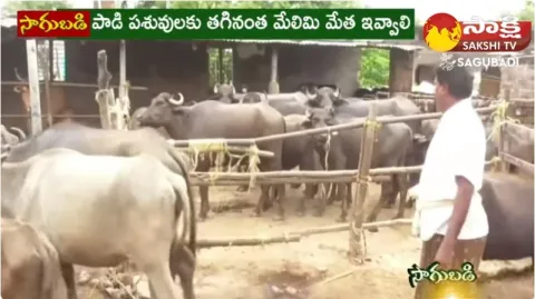Successful Buffalo Dairy Farm