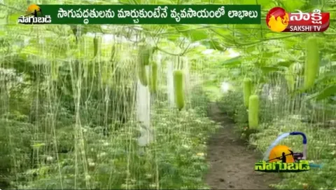Canopy Farming | Vegetable Canopy Farming