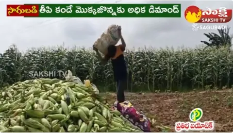 Profits in Sweet Corn Cultivation
