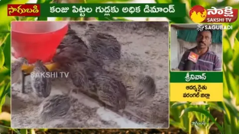 Kouju Pittala Pempakam | Quail Birds Farming Business Tips