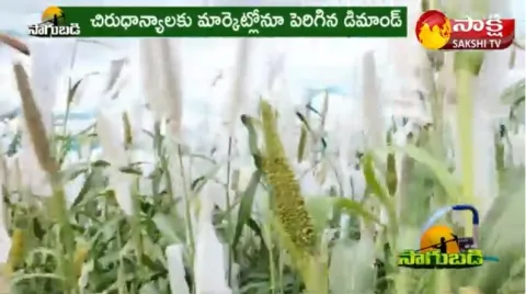 Millets Advantages :Bajra Crop Cultivation