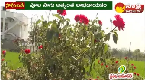 Huge Income With Rose Cultivation 