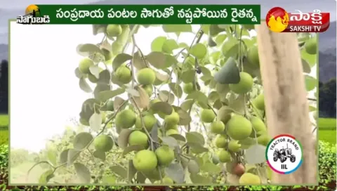 Success Story of KASHMIRI APPLE BER FARMING