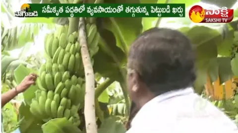 Banana Cultivation with Less Investment 
