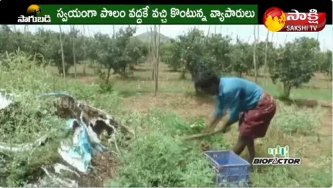 Software Employee Pomegranate Cultivation