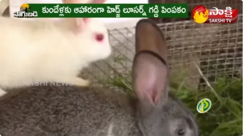 How to start Rabbit Farming Business 