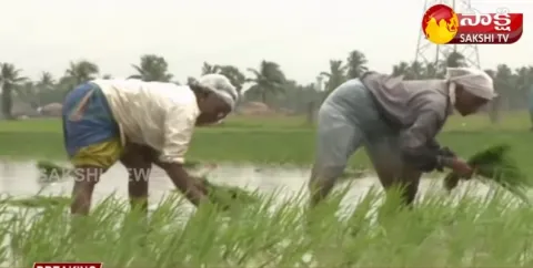 Success Story Of Dates Farming 