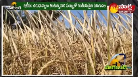 Paddy Variety WGL 1119 | Paddy New Variety