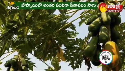 Papaya Farming | Papaya Business 