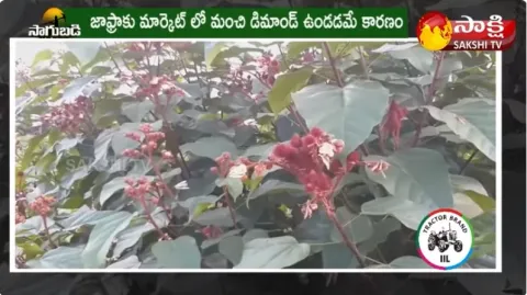 Jafra Cultivation | Lipstick Crop Cultivation
