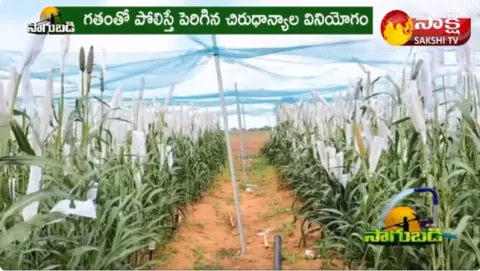 Millets Cultivation | Awareness on Millet Cultivation 