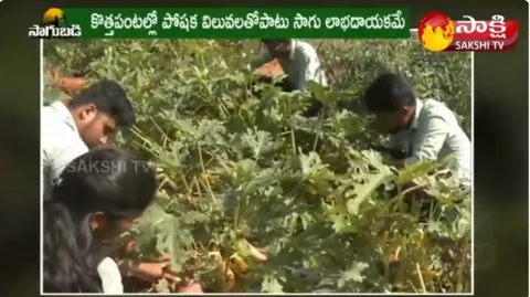 Agricultural Students Innovating New Crops 