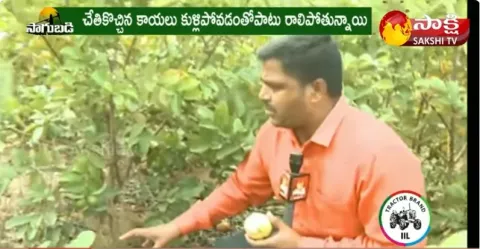 Benefits Of Taiwan Guava Farming 