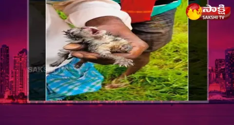 Garam Garam Varthalu Four Tiger Cubs 