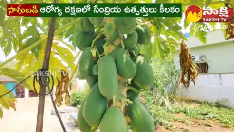 Organic Vegetable Garden Farming
