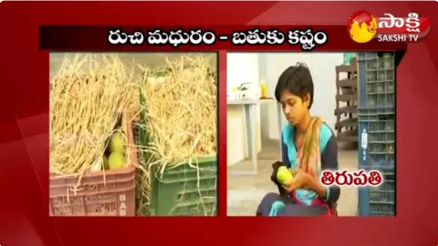  Huge Demand for AP mangoes in Foreign Countries
