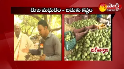  Ground Report on Mango Cultivation in Jagtial