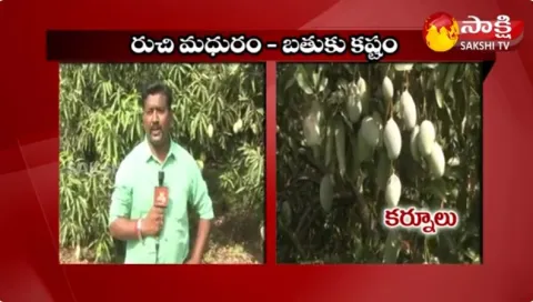 Ground Report on Kurnool Farmers Mango Farming