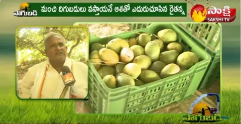 Mango Farmers Bear Losses Due To Sudden Rains & Minimum Support Price 