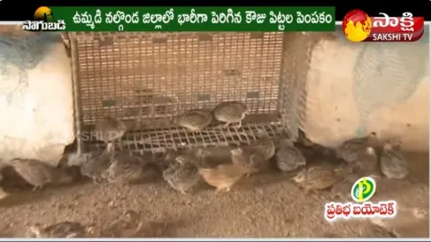 Success Story of Quail Birds Farming