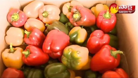 Success Story of Software Employee Capsicum Cultivation