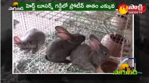 Young Farmer Success Story in Rabbit Farming
