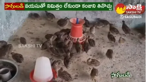 Quail Birds Farming Business Tips