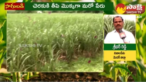  How To Grow Sugar Cane