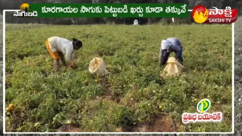 Tomato Cultivation by Drip Method