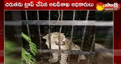 Forest Officials Catch Another Cheetah At Tirumala