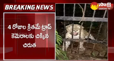 Another Leopard Trapped In Tirumala Walkway