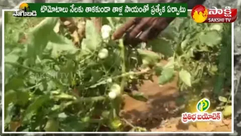 Tomato Cultivation In New Stacking Method