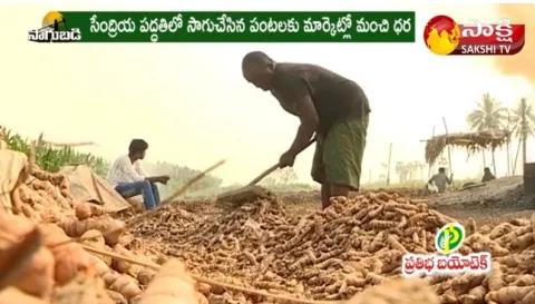 Organic Turmeric Cultivation : Pasupu Sagu