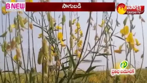 Farmer Yielding Good Profits By Jute Cultivation