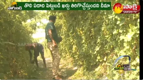 Organic Vegetable Farming : Young Farmers Success Story 
