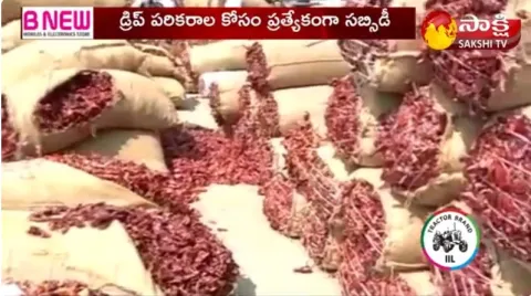 Mirchi Farmer Face Huge Losses 