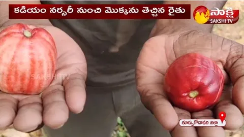 Apple Farming in Tuni 