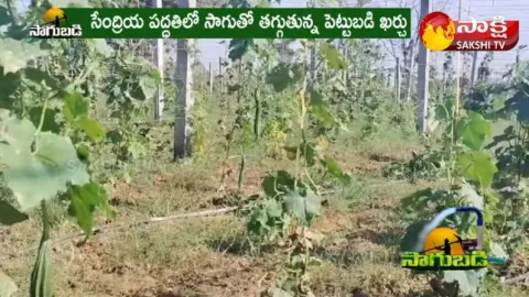 Organic Vegetable Farming : Young Farmer Success Story