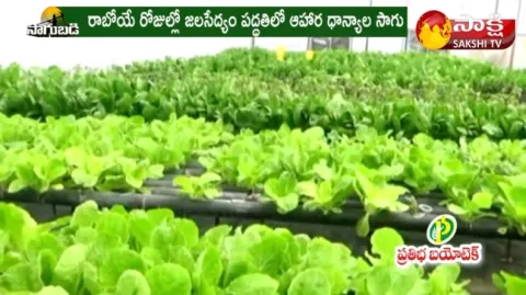 Cultivating Greens with Hydroponics 