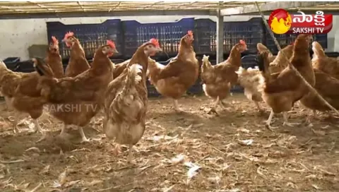 Natu Kolla Pempakam : Country Chicken Farming