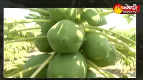 Papaya Cultivation Process