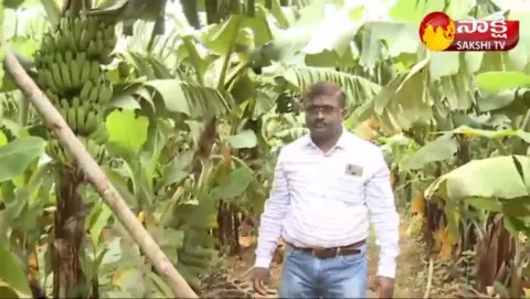 Banana Farming : Banana Cultivation Methods